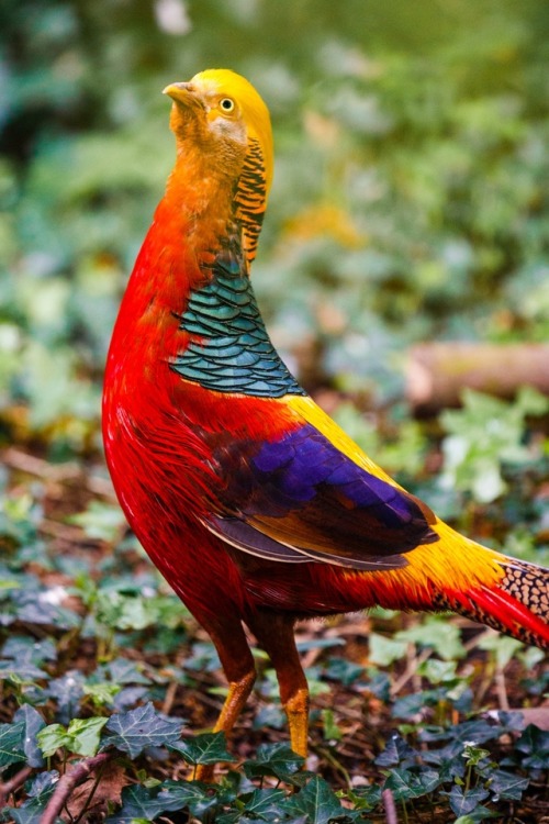 elodieunderglass:lotsandlotsofbirds: actual-anime-antagonist: end0skeletal: The golden pheasant is 