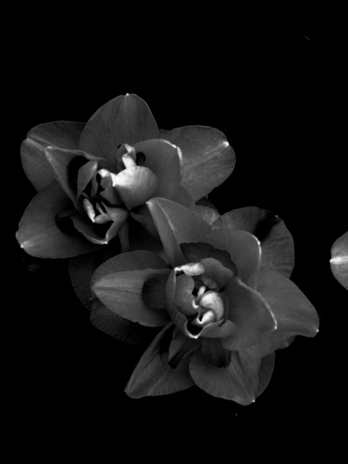 rememberless: Photo taken and edited by me c: