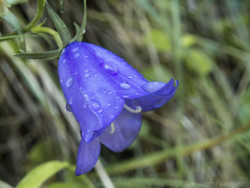 superbnature:  Campanula Rotundifolia by