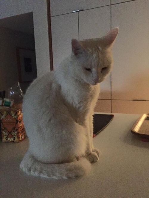 Cats, Cats, Cats!