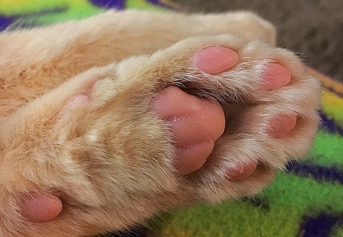 moonxtal:ariaofdoom:Little feet kitty! &lt;3@mostlycatsmostly