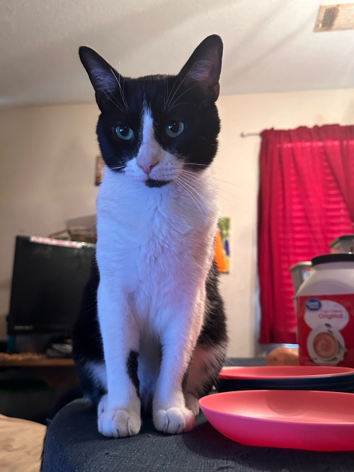Say Hooman, Will My Cute Face Convince You To Open Up Another Can For Me? Its Been 1 Hour Since I Last