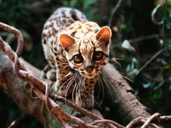 cool-critters:  Margay (Leopardus wiedii) The Margay is a solitary and nocturnal animal that prefers remote sections of the rainforest. Although it was once believed to be vulnerable to extinction, the IUCN now lists it as “Near Threatened”. The margay