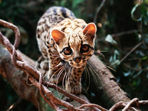 cool-critters:Margay (Leopardus wiedii)The Margay is a solitary and nocturnal animal that prefers re