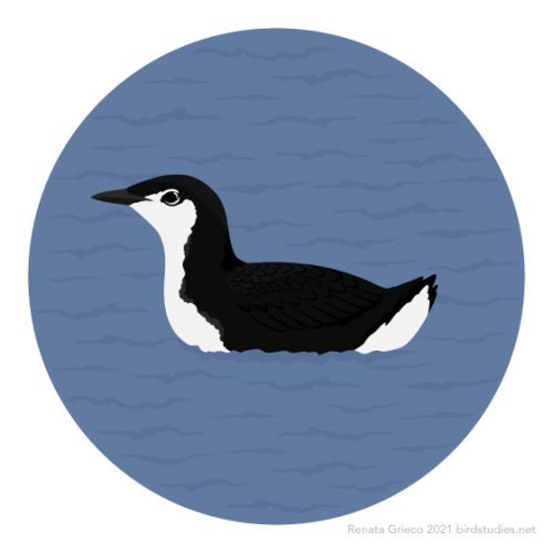 January 22, 2021 - Guadalupe Murrelet (Synthliboramphus hypoleucus)Breeding on islands off the coast