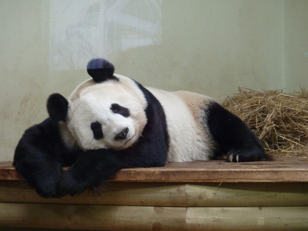 giantpandaphotos:  Tian Tian at the Edinburgh Zoo, Scotland, on April 1, 2013. ©