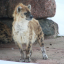 hoppepoppe