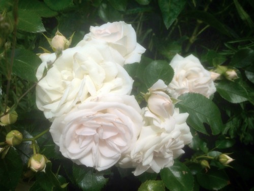 Roses V