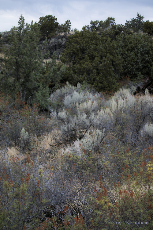 riverwindphotography: Fern Bush, Sagebrush and Juniper: Basalt fields, eastern Idaho riverwindphotog