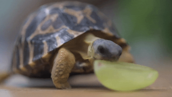 birds-and-friends:Full video: Tiny rare tortoises from Madagascar hatch at Chester Zoo