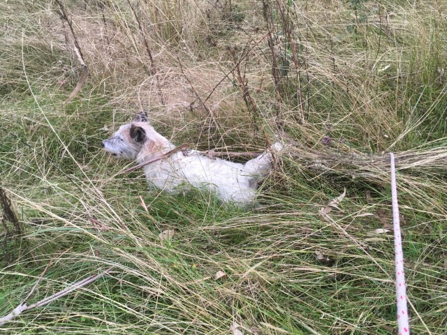 a jack russell trying to pull through long thick grass