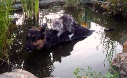 wtiennest:  People risk their lives saving animals from devastating Balkans flood
