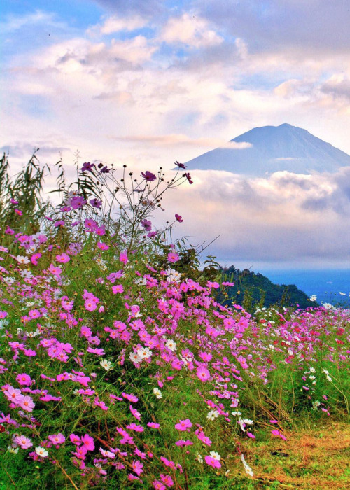 coiour-my-world:Oishi Park, Yamanashi, Japan || capkaieda