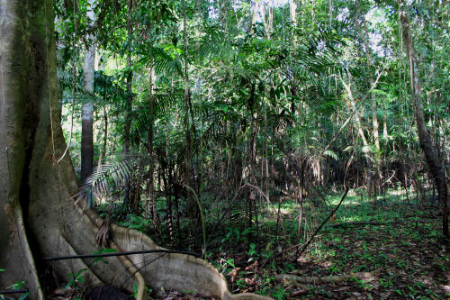 colombia-diaries:  La selva amazonica The Amazon rainforest
