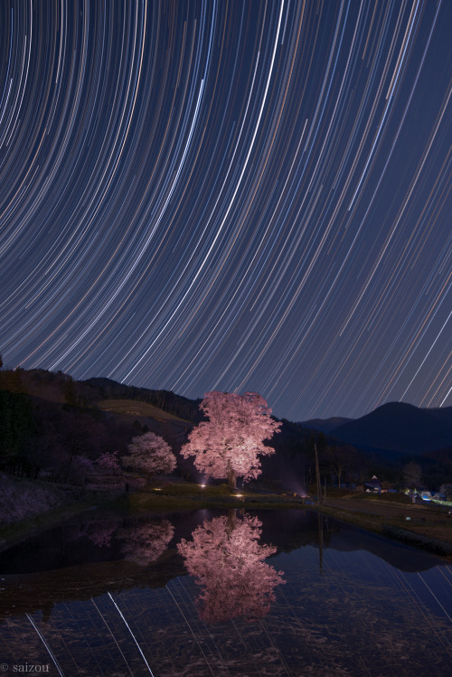 千鳥別尺のヤマザクラ・星景