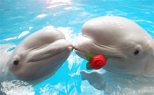 jellyfishes:  beluga whales are so fuckin cute they’re always happy and smiling like  helooooo!!  HIIIIIIIIII !!!!  hey friend !  looook they are FRIENDS!!!!!  they are growing old together still smiling i am gonna crY 