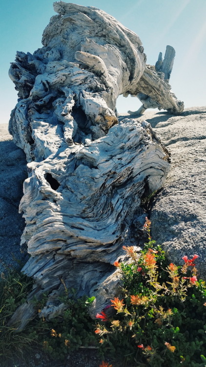 kovthenomad: Ansel’s Tree Top of Sentinel Dome Yosemite National Park, California