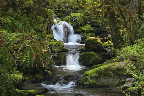 Babbling brook by rozoneill on Flickr.