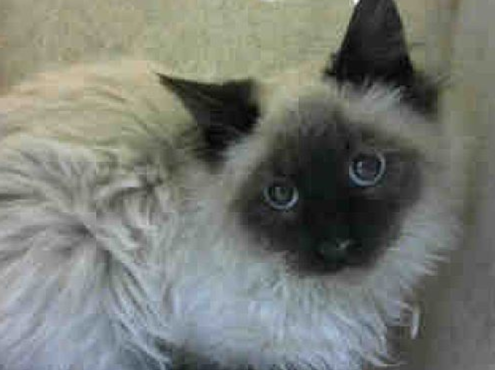bleeply:  to any socal/california people willing to drive! ***DEVORE ANIMAL SHELTER***