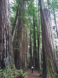 masterwolf6612:  wanderthewood:  Humboldt Redwoods State Park, California by b.new.man  Always wanted to visit this stuff.I will soon ……  One of the top five on my list of things to see&hellip;long to reverently walk in the midst of such majesty.