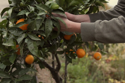 orange tree