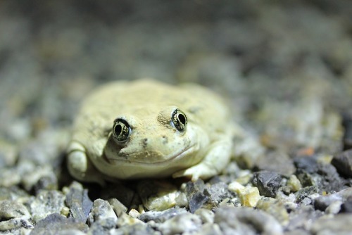 bronzejarfly:A tiny dragon has awoken from his long sleep beneath the earth. This Great Basin Spadef