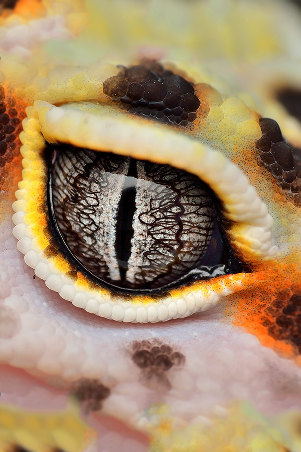 archangvl:  If Looks Could Kill | Gid Ferrer 