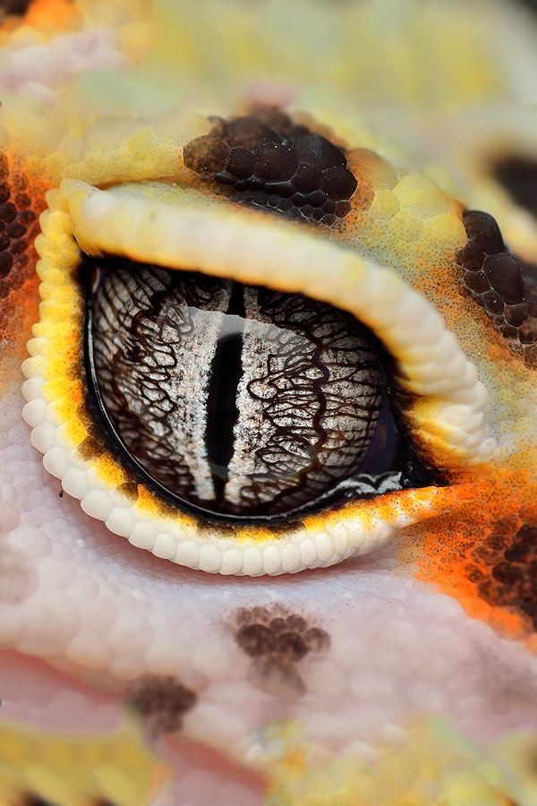 archangvl:
“ If Looks Could Kill | Leopard Gecko | Gid Ferrer
”
