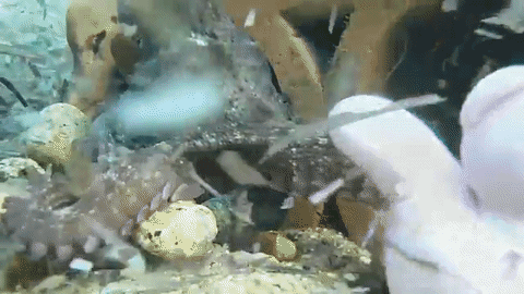 justnoodlefishthings: pinkangel725:   justnoodlefishthings:  kaijutegu:   speculative-evolution:  todropscience: Ok this is cute but this octopus is living in a brick…  Stop polluting our oceans This brick probably is just junk but it’s worth noting