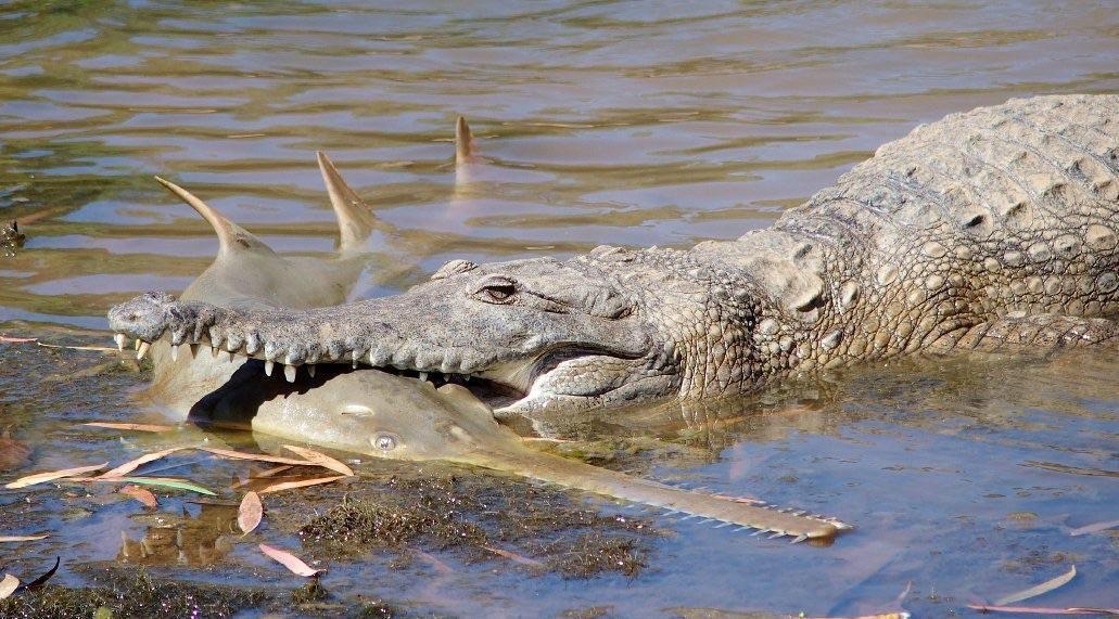 animalids:
“Freshwater crocodile (Crocodylus johnstoni) preying on a juvenile freshwater sawfish (Pristis pristis) in the Kimberley region of Western Australia.
Photo by David Woods
”