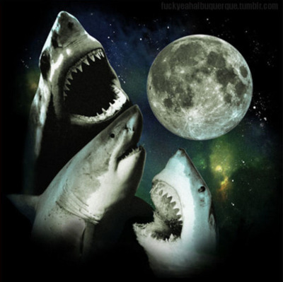 There are nowhere near enough shark pictures on my profile. harrumph. 