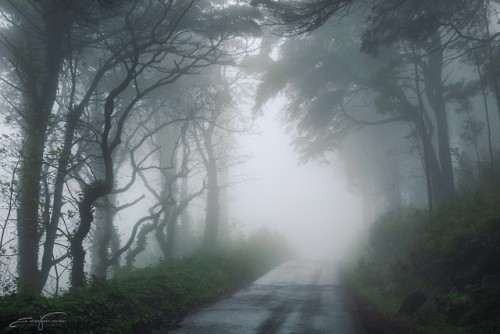 Misty road by Jorge VerdascaInstagram | Youtube | Website