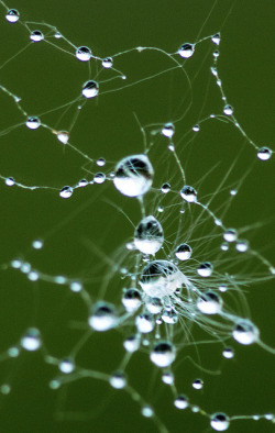 flowerling:  Spider web by ClickSnapShot