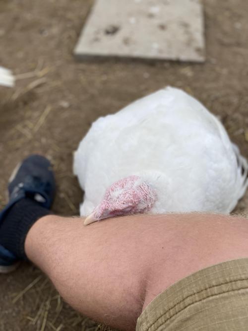 XXX petkota:The turkey I saved from thanksgiving. photo