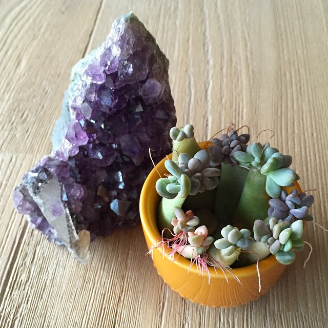 🌵🌻🥀✨🖤