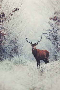 mypetsparadise:Deer