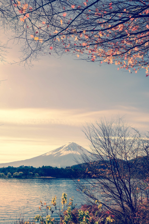 ourbedtimedreams:  Morning Mt. Fuji & Maple 早安富士山 in Japan yamanashi prefecture .Lake Kawaguchi 日本山梨縣河口湖    DSC_5776-1 by Ming - chun ( very busy ) on Flickr.