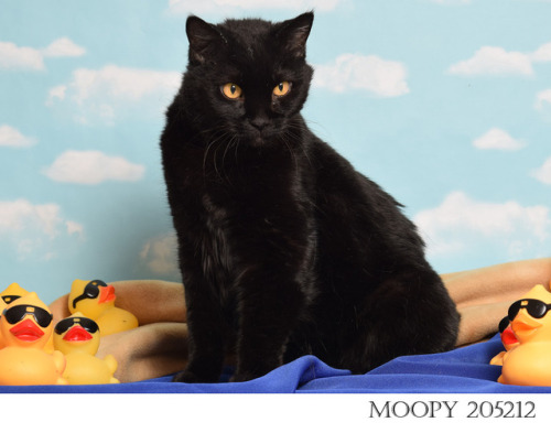 [image description: A black cat with orange-yellow eyes, sitting on a blue blanket, slightly hunched