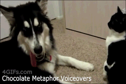 4gifs:  Cat reminds dog of who’s in charge. [video]