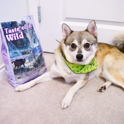 Kobi with his Taste of the Wild Kibble. What do you guys use? Kibble, raw food? 