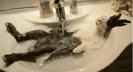 yeahimpoly:  elperezidente:  jasmine-blu:  i thought u werent supposed to give ur bunnies baths :c  You see this bunny complainin’?  That nigga is chillin 
