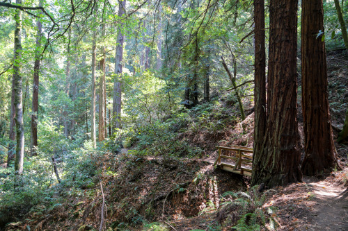 steepravine: Path Through Peaceful Redwoods (Marin, California - 9/2016)