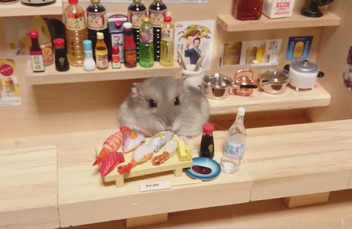 mayahan:Little Hamster Bartenders Serving Tiny Food and Drinks