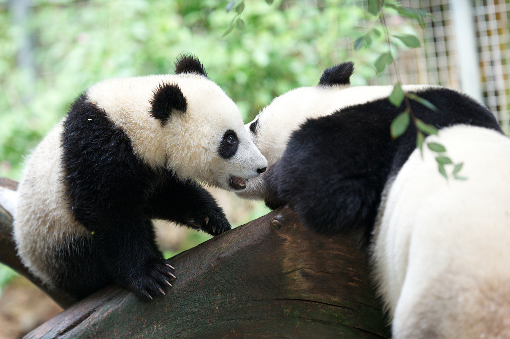 giantpandaphotos:  Xiao Liwu and his mother Bai Yun at the San Diego Zoo on August