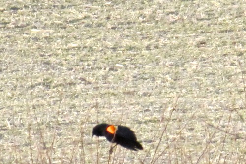 The winter wheat is coming on and the red-winged blackbirds are defending their new territories with