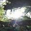 forest-fairies