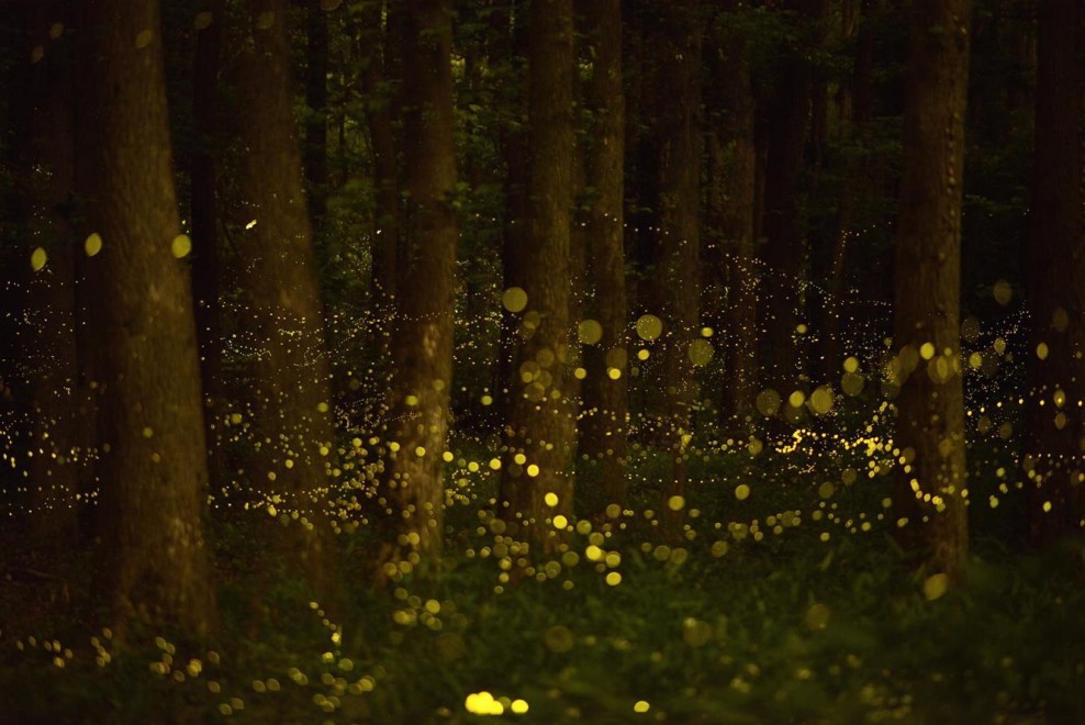 lopsicodrammadellessere:  Che la luce di una lucciola nel buio della notte sappia