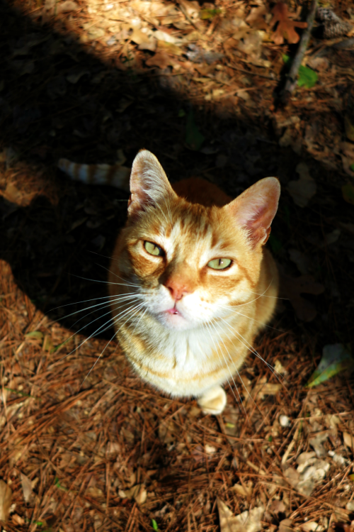 ambermaitrejean: Portraits of neighborhood cats. Joe kitty. Photos by Amber Maitrejean For more Joe 