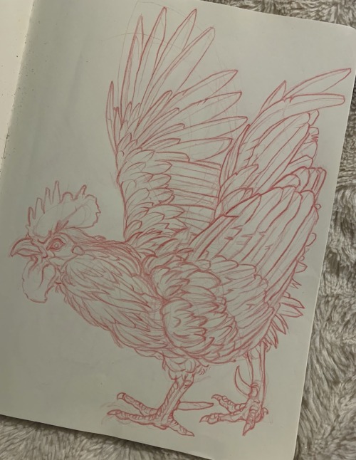 Been spending lots of time around chickens, so here’s a rooster