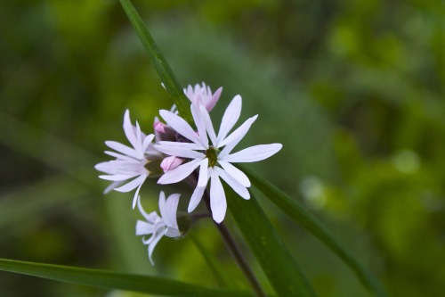 Obligatory spring flower drop to follow. 